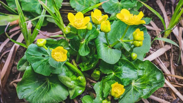 Spring Marsh Marigold Flowers Caltha Palustris Blooming Fast in Swamp Meadow Growing alt