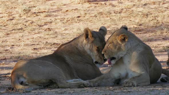 Beautiful Lionesses Grooming Each Other While Lying On The Ground In Kgalagadi, Botswana. - close up alt