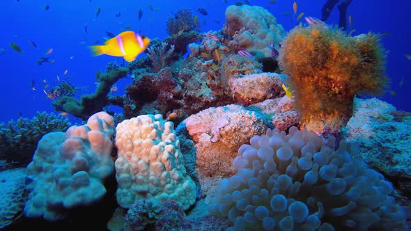 Underwater Beautiful World alt