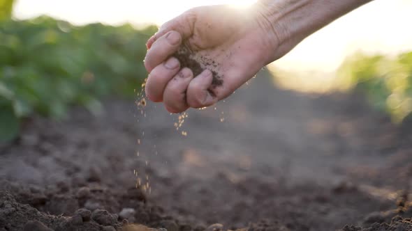 Senior Woman Hand Checking Soil Quality alt