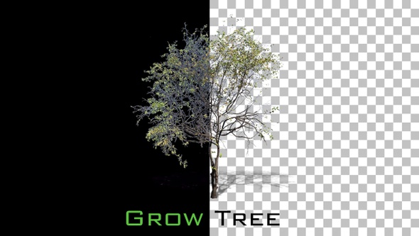 Growing Tree Animation