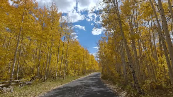 Driving on road cutting through thick forest of Aspen trees with yellow leaves alt