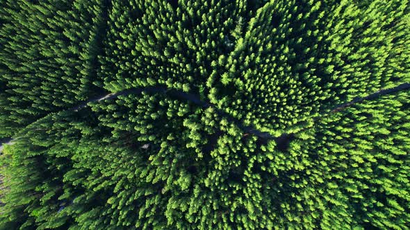 Aerial view from drone over pine forest. 4K alt