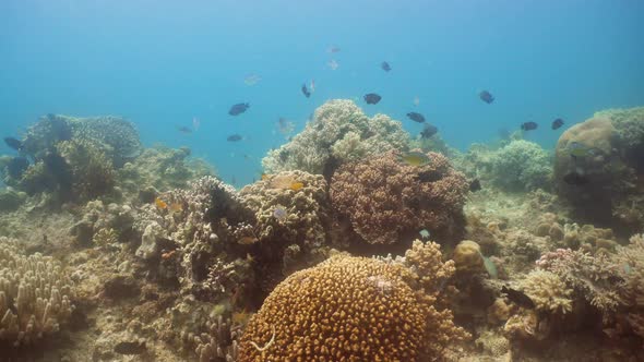 Coral Reef and Tropical Fish alt