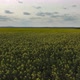 Yellow Canola Field. Field of Blooming Rapeseed Aerial View. Yellow Rapeseed Flowers and Sky with - VideoHive Item for Sale
