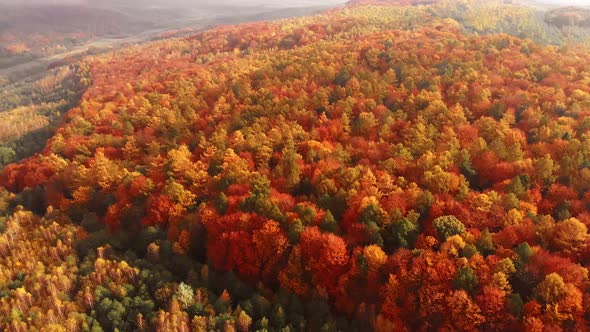 Aerial shot: Amazing Autumn Foliage Forest with red, orange, yellow and green colors.