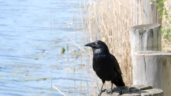Crow sitting on a pillar by a river. alt