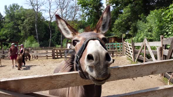 One Donkeys Stand Behind a Corral Fence at a Donkey Farm alt