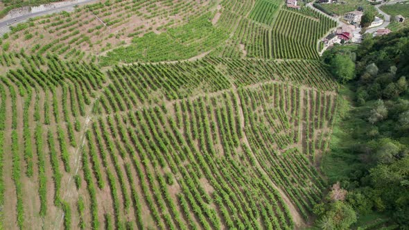 Aerial View of Vineyard Fields on the Hills in Italy Growing Rows of Grapes alt