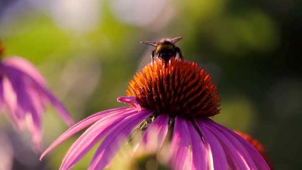 Closeup the bee pollinate a flower