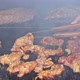 Fried Delicious Dishes Along with Charcoal Grilled Chicken Meats - VideoHive Item for Sale