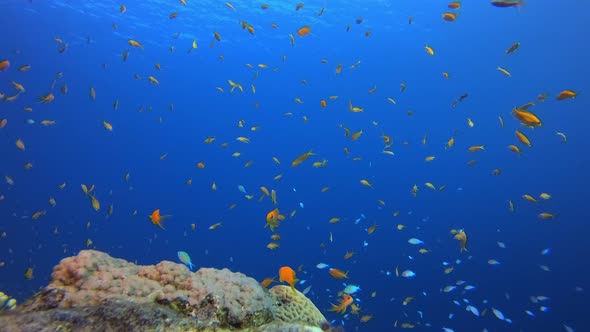Tropical Underwater Fish Corals Reef alt