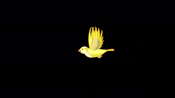 Flying yellow canary long view alpha matte 4K