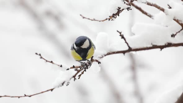 Small Bird Tit on the Tree Branch at City Park alt