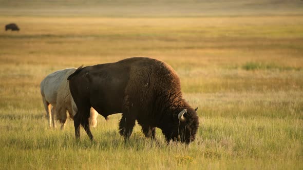 North American Bisons During Sunset. Colorado Prairie Wildlife.  alt