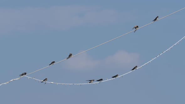 Swallow Pearched Wire 