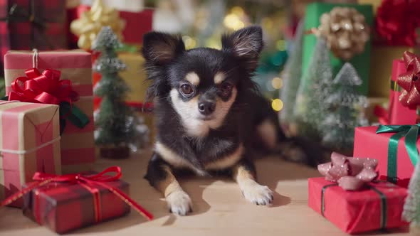 black color fur chihuahua dog smile and joyful with christmas tree decorating