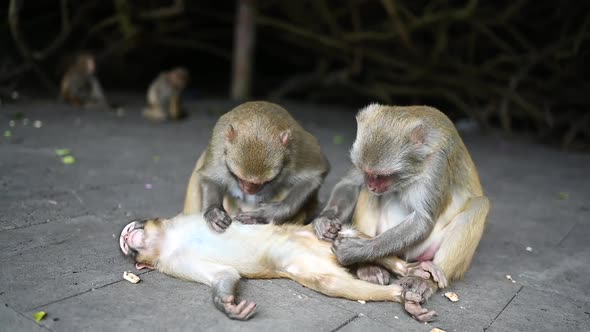 Monkeys Rhesus Macaque Parents Grooming Baby Child in Tropical Nature Park