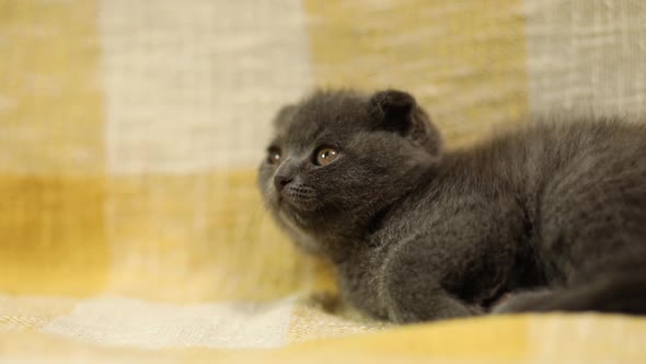 Cute playful scottish gray kitten on yellow sofa looking at the camera