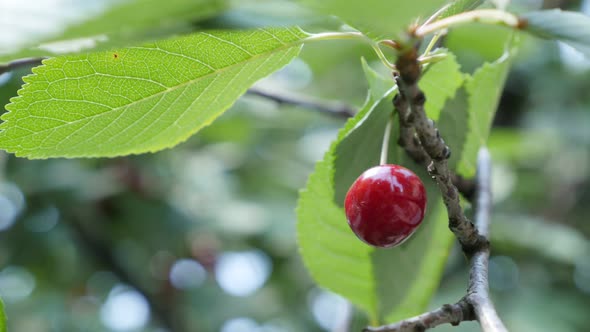 Cherry tree branch with one piece  tasty fruit on wind 4K 2160p UltraHD footage - Close-up cherry tr alt