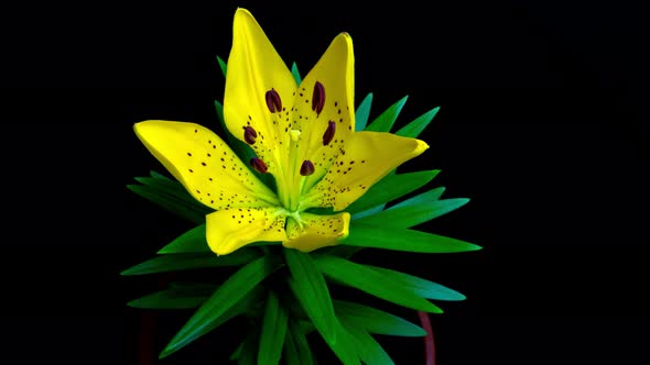 Timelapse Blooming of a Lily Flower