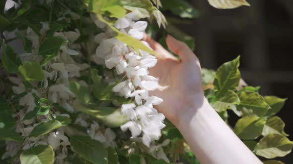 A Woman's Hand Touches a Blooming White Acacia alt