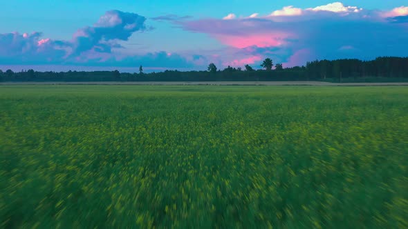 Flight Above Rape Field alt