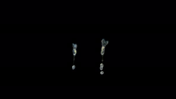 Rotifera Collotheca Sp. Under a Microscope, Family Collothecidae, Sample Found at Lake Baikal alt