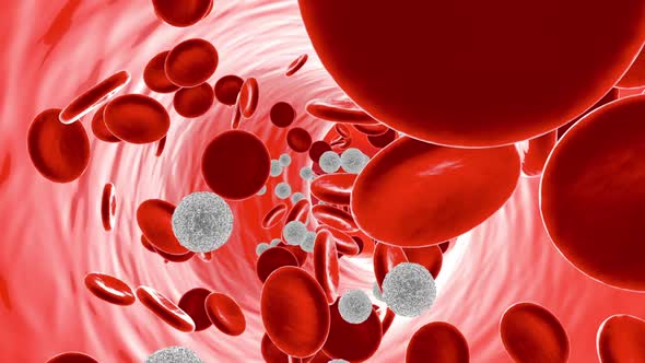 Leukocytes in the Blood stream