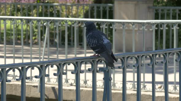 Pigeon relaxing on a railing