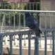 Pigeon relaxing on a railing - VideoHive Item for Sale