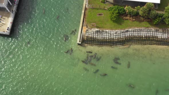 manatees in warm florida water while bystanders gather to dock edge to watch alt