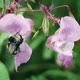 Bee Comes Out Of Pink Flower And Flies Off - VideoHive Item for Sale