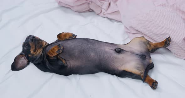 Lovely Obedient Dachshund Puppy Lies Belly Up and Waits to Be Scratched Top View alt