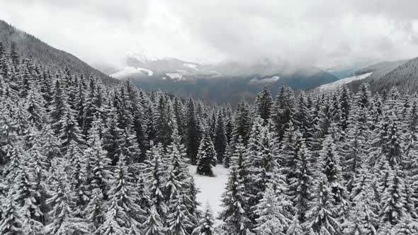 Flying Above Snow Covered Pine Trees Into Mountain Valley alt