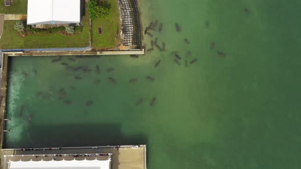 manatee gathering overhead static aerial alt