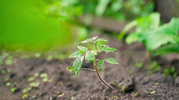 A Young Tomato Seedling in Dew Drops Grows in the Soil on a Garden Bed Closeup with a Blurred alt
