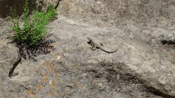 Lizards Run in Rocks and Mountains alt