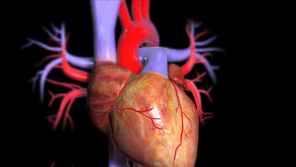 The human is beating hearth alt