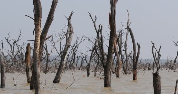 951932 Baringo Lake Landscape Showing the Rise of the Waters with Dead Trees, Kenya, Real Time 4K alt
