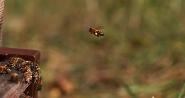 901289 European Honey Bee, apis mellifera, Bees standing at the Entrance of The Hive, Insect in Flig alt