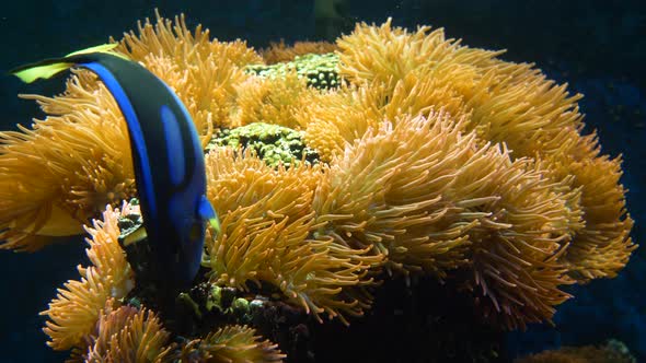 Colorful Yellow Anemone. Underwater tropical blue fish and sea anemones. Reef coral scene. Coral gar alt