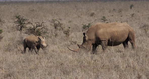 White Rhinoceros, ceratotherium simum, Mother and Calf, Nairobi Park in Kenya, Real Time 4K alt