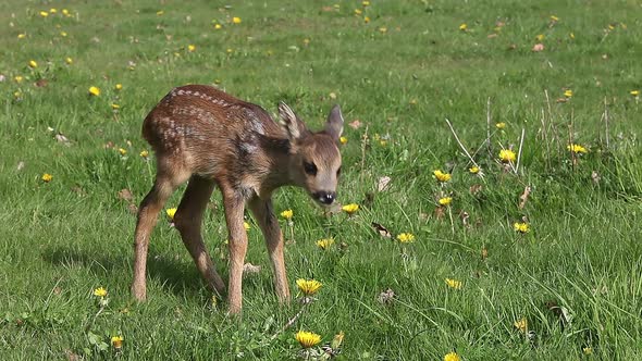 975056 Roe Deer, capreolus capreolus, Fawn in Blooming Meadow, Normandy, Real Time alt