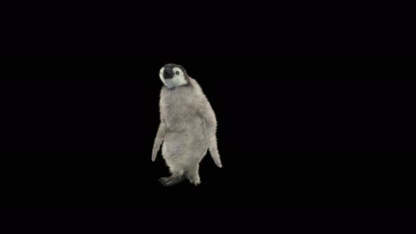 Penguin Dancing 4K alt