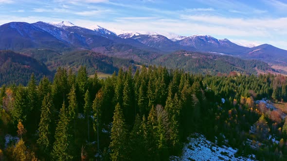 Beautiful Evergreen Spruce Trees on a Mountain Ridge in the Carpathians in Ukraine Near the Village alt
