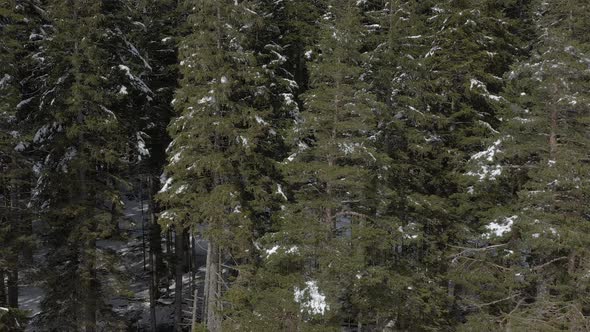 Winter pine forest