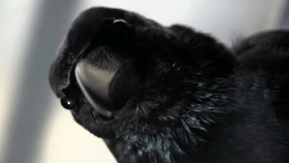 Striking crow in stillness alt