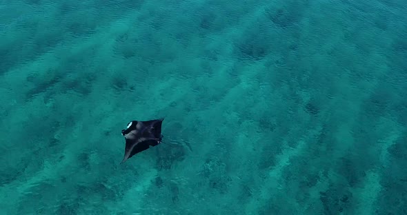 Aerial view of a stingray  in the turquoise waters