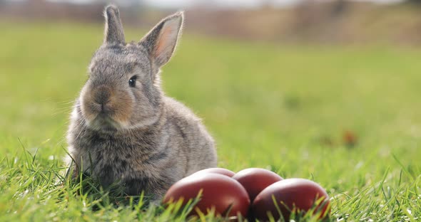 Funny Little Grey Rabbit Sits in the Green Grass Among Red Easter Eggs alt